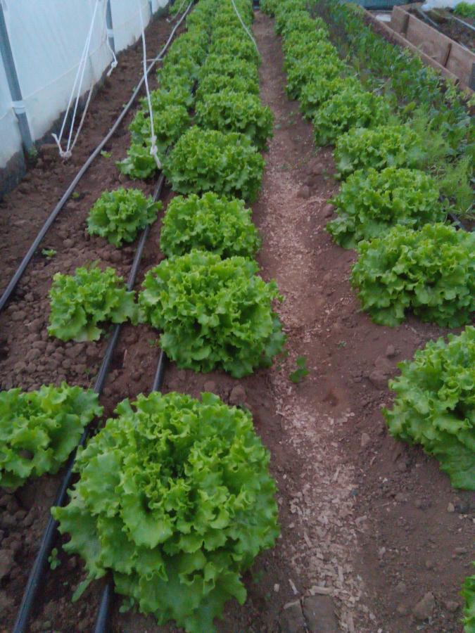 דירות Lajes das Flores Casa L&M מראה חיצוני תמונה