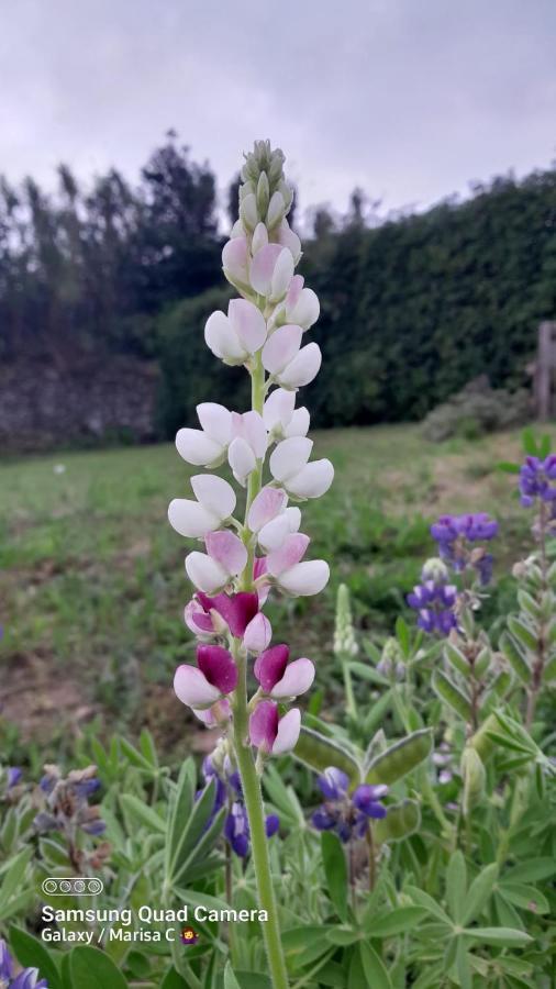 דירות Lajes das Flores Casa L&M מראה חיצוני תמונה